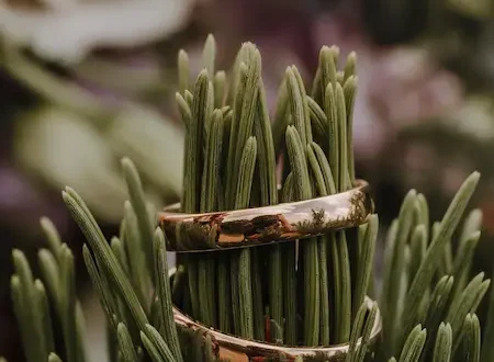 Ringe in der Natur