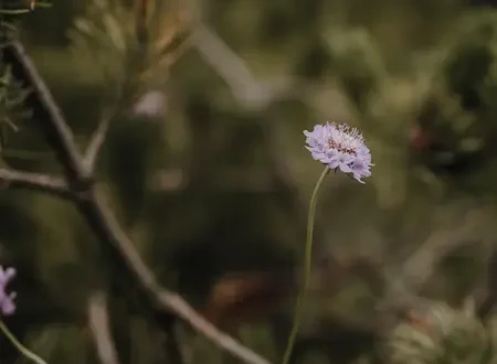 Blumen bei einer freien Trauung