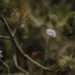 Blumen bei einer freien Trauung