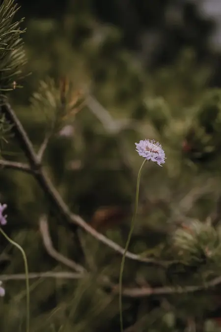 Blumen bei einer freien Trauung