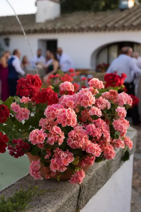 Bunte Blumen